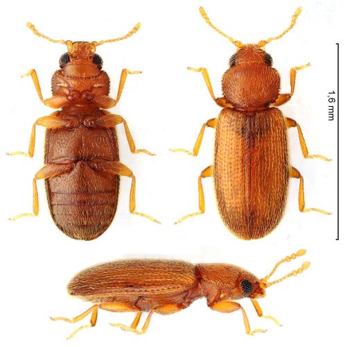 Réf. 333 635 : Corticaria elongata